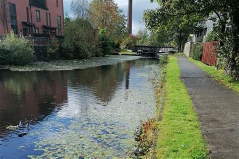 Rochdale Canal | Fishery Guide