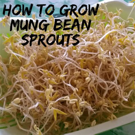 How to Grow Mung Bean Sprouts - Dengarden