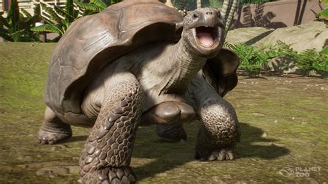 Giant Galapagos Tortoise | Planet Zoo Wiki | FANDOM powered by Wikia