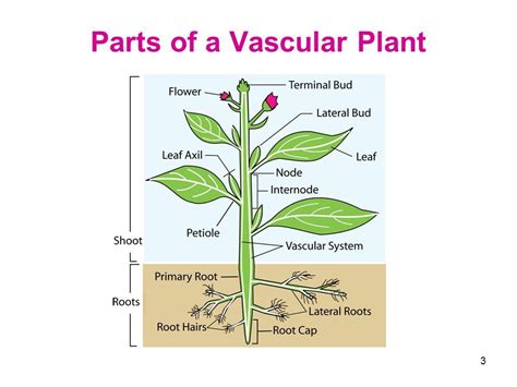 Vascular System In Plants | Vascular plant, Biology plants, Plants