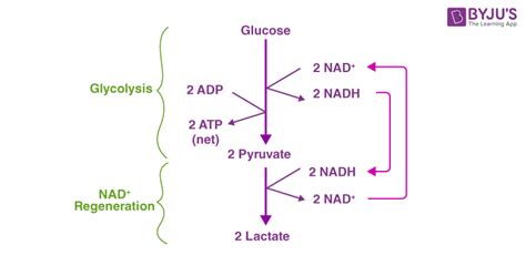 Lactic Acid Fermentation - Step Involved in Lactic Acid Fermentation