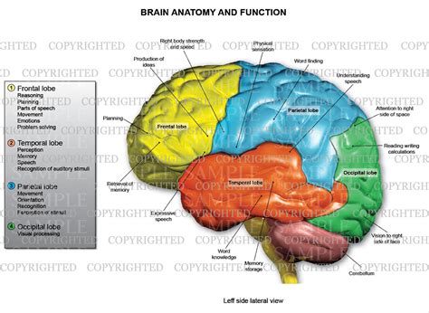 Lobes of the brain anatomy and function – Medical Art Works