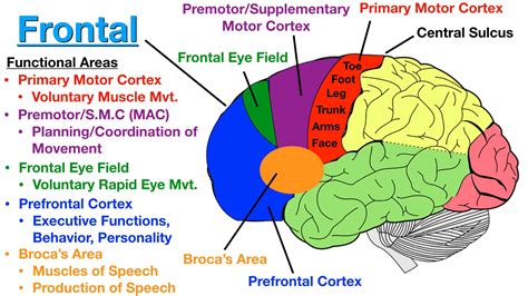 The primary motor cortex, broca's area, and the premotor cortex are ...