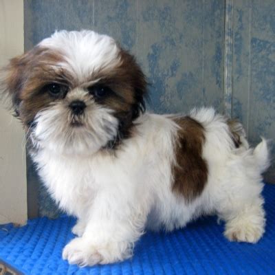 The Temperament of Shih Tzu Breeders | Shih Tzu Dogs Breeders Reviews ...