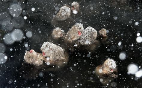 Pictures Of Snow Monkeys Bathing In A Hot Spring Because Why Not - Snow ...