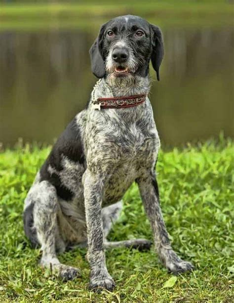 German Wirehaired Pointer Temperament, Price, Puppies & Breeder Info