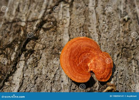 A Naturally Bright Orange Polypore Wood Fungus. Stock Image - Image of ...