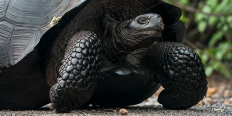 Galapagos Giant Tortoise (Geochelone vandenburgi) Urbina Bay Isabela ...