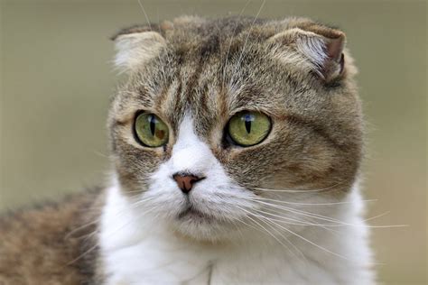 31 Ugly Cats That Are Still Cute | Reader's Digest