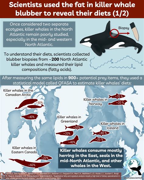 What do killer whales eat in the North Atlantic? Fat's the question!