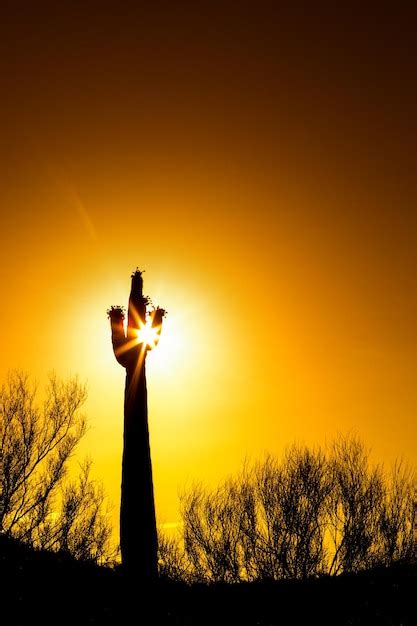 Premium Photo | Blooming saguaro cactus at colorful sunset