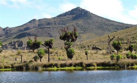 Mount Elgon: Explore the Giant of Eastern Uganda | Wild Uganda Blog