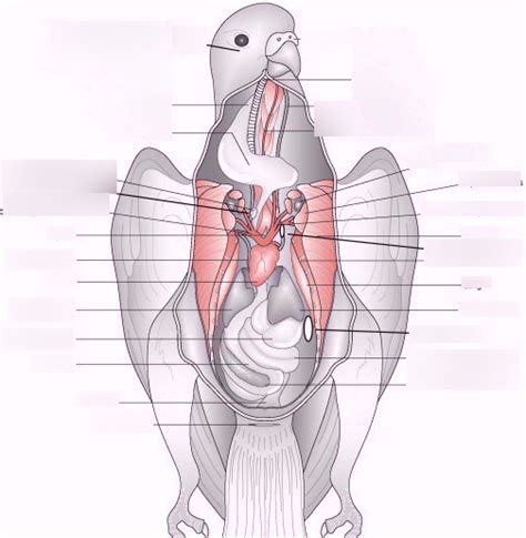 Pigeon Lab Practical - Internal Anatomy Diagram | Quizlet