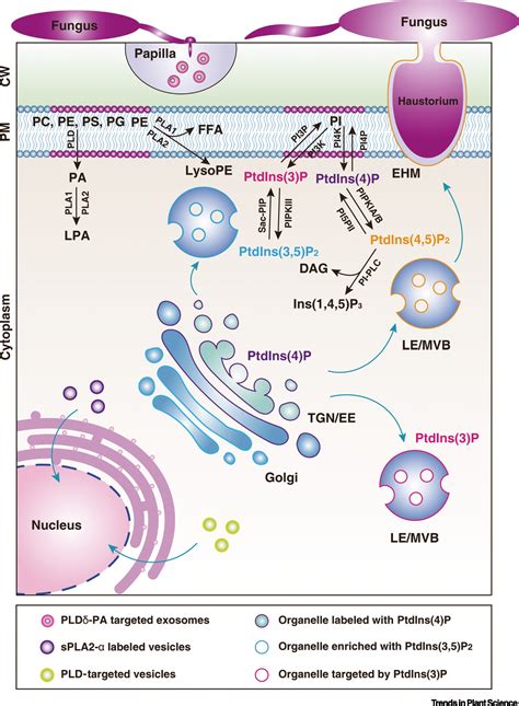 Phospholipid Structure In A Cell Membrane