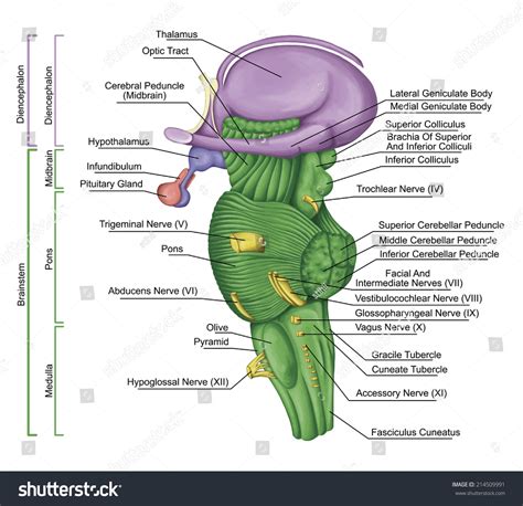 Brainstem Brain Stem Lateral View Posterior Stock Illustration