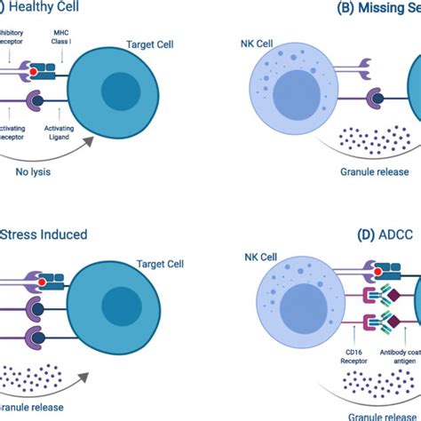 Sources of NK cells. Current NK therapies use NK cells from the ...