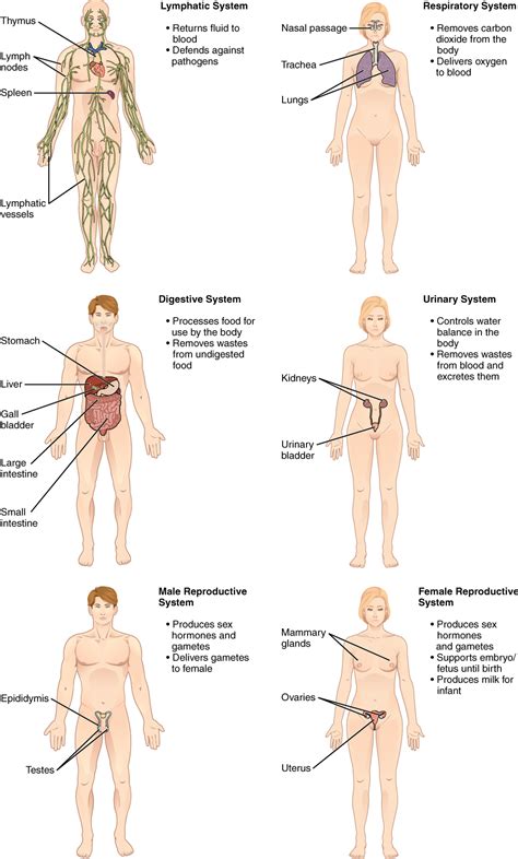 Body Parts Of Woman Name With Picture - Vocabulary Part Of Body With ...