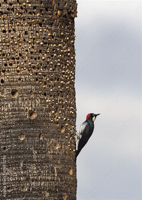 Acorn Woodpecker Stock Photo | Adobe Stock