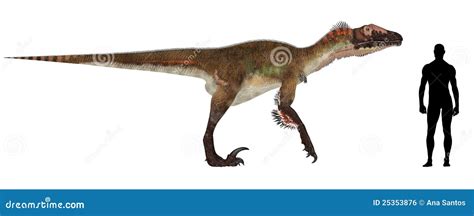 Utahraptor Size Comparison stock illustration. Illustration of average ...