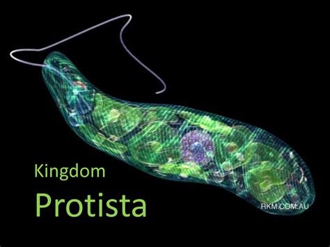 Structure Of A Protist Structure Of A Euglena. Anatomy Of A