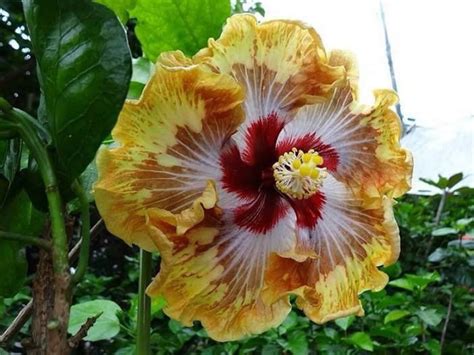 Nr169 Hibiscus Seeds Hibiscus 5 Seeds Zaden Seeds Hibiscus Big - Etsy