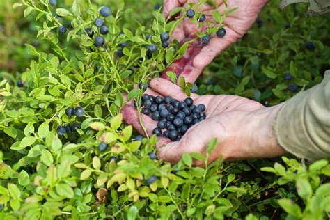 Discover the A-Z List of Berry Types and Varieties - The Arches