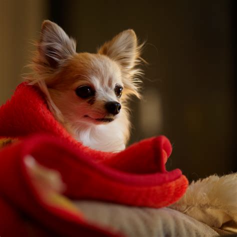 Chihuahua dogs pictures | cute puppy pictures | cute dogs pictures ...