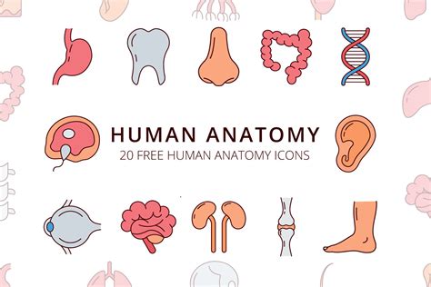 Human Anatomy Vector Free Icon Set - GraphicSurf.com