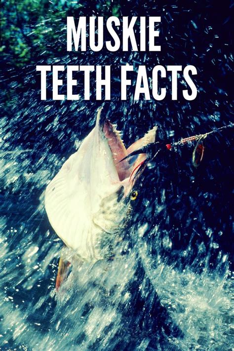 Muskie Teeth: Fascinating Facts