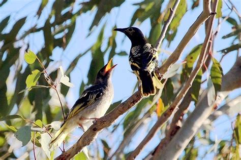 Regent Honeyeater - The Australian Museum