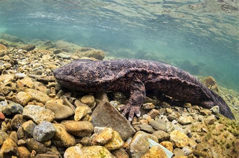 Japanese Giant Salamander - Facts, Size, Lifespan, Diet & Pictures