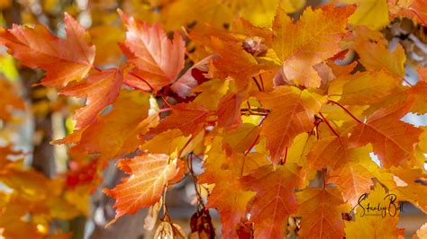 Manitoba Maple Leaves in Glorious Autumn Colour - STANLEY BELL PHOTOGRAPHY