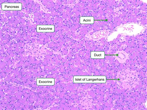 Histology Of Digestive Organs Lab