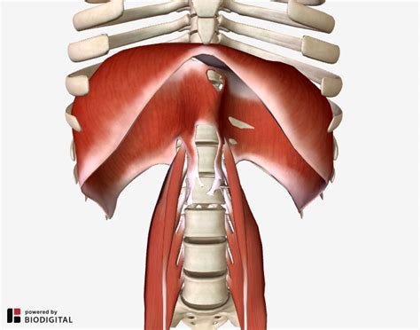 Genitofemoral Nerve Psoas