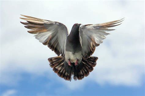 Pigeon Symbolism: The Meaning And History Behind The Bird - A Full Guide