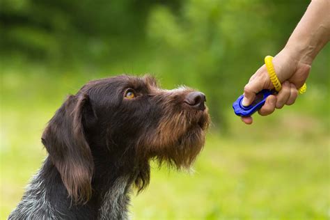 German Wirehaired Pointer was bred for hunting but is a good family dog