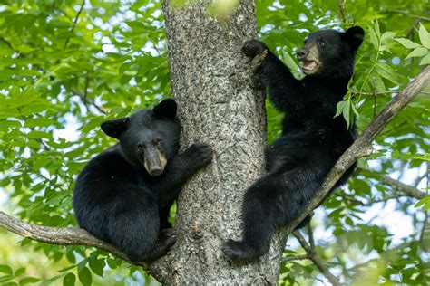 Cute Black Bear Cubs