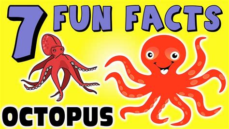 Octopus Habitat For Kids | Kids Matttroy