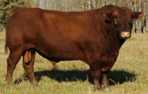 Red Angus | The Cattle Site