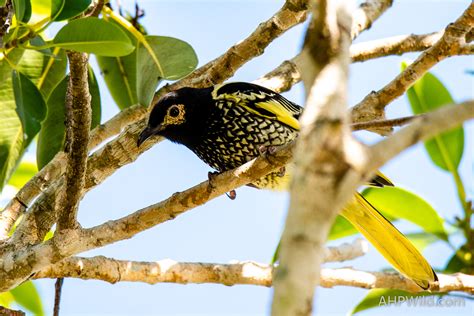 Regent Honeyeater – AHP Wild