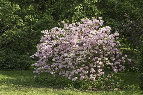 Rhododendrons For Zone 4 Gardens – Types Of Cold Hardy Rhododendrons ...