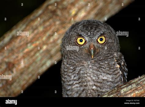 Owl Yellow Eyes at Night Stock Photo - Alamy