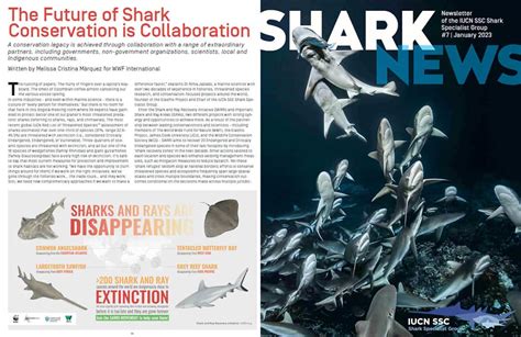 The Future of Shark Conservation is Collaboration - Important Shark Ray ...