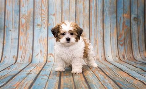 Shih Tzu Toy Poodle Mix Full Grown | Wow Blog