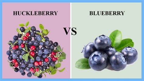 Huckleberry vs Blueberry: What’s the Difference? - Fruit Faves