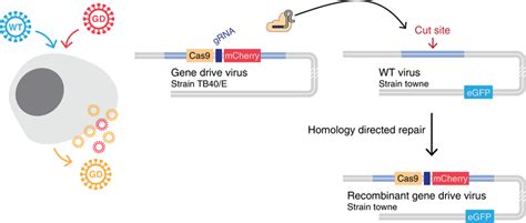 Gene drive in herpesviruses CRISPR-based gene drive sequences are, at a ...