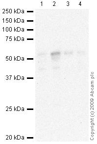 Anti-Tryptophan Hydroxylase antibody (ab46757) | Abcam