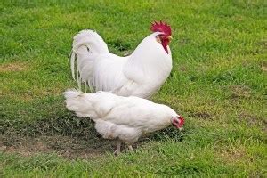 White Leghorn Chicken Breed Guide