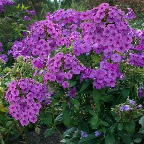 Phlox paniculata 'Flame™ Purple' Flame™ Purple Garden Phlox from Prides ...