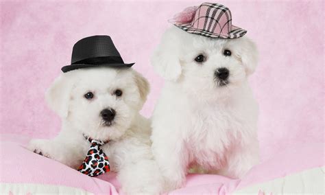 10 Things You Probably Didn’t Know About Bichon Frise Dogs – The ...